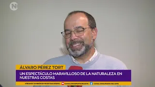Álvaro Pérez Tort | Whales in Punta del Este