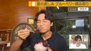 [Blueberry Picking Experience] A Great Summer Vacation Activity! Fresh Blueberry Juice and Shaved...
