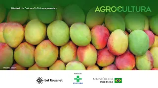 Agrocultura | Mango is Brazil's most exported fruit; Ag grows without deforestation | 08/29/2026