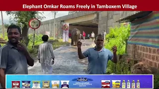 Elephant Omkar Roams Freely in Tamboxem Village