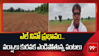 Nirmal: ఎల్ నినో ప్రభావం.. వర్షాలు కురవక ఎండిపోతున్న పంటలు | El Nino Effect | 99TV Telugu