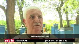 Saatlı rayonunda Azərbaycanın nadir arıçılıq təsərrüfatlarından biri fəaliyyət göstərir