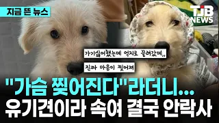 "가슴 찢어진다"라더니… 유기견이라 속여 결국 안락사｜ TJB 대전·세종·충남뉴스