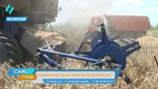 Biləsuvarda taxıl sahələrində məhsul bu il boldur