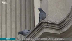 A megnövekedett szaporulat miatt fogják be a galambokat - 2026.03.05.