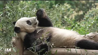 Here's when Zoo Atlanta's new pandas could make public debut 👀