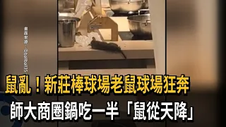 鼠亂!  新莊棒球場老鼠狂奔 師大商圈鍋吃一半"天降老鼠"－民視新聞