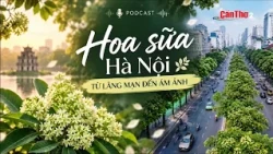 Hanoi Milk Flowers: From Romance to Obsession | Podcast | Can Tho