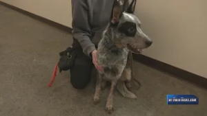 Dog found tied to a sign outside of a Bradford County animal shelter