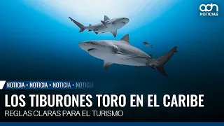 Playa del Carmen divers become guardians of the bull sharks
