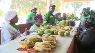 Comercialização agrícola em Manica:Governo de Sussundenga promove feiras agrárias