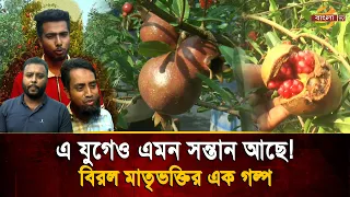 Doctor tells mother with cancer to eat pineapple, son builds huge pineapple garden | Bangla TV