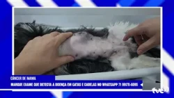 TVE NEWS 08/10/2026 PINK OCTOBER PETS