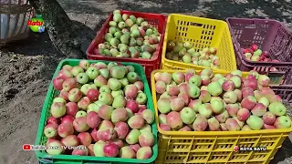 WEATHER IMPACT: APPLE HARVEST VOLUME DROPS