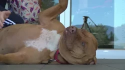 Animal Humane New Mexico partners with Subaru to help give back to local shelters