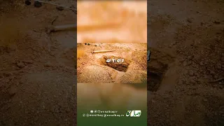 آخرین لحظات زندگی  شیخ رحیمی