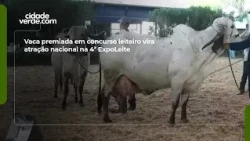 Award-winning cow from dairy competition becomes a national attraction at the 4th ExpoLeite
