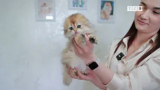Golden Chinchilla: Why Is Everyone Falling in Love with These Kittens?