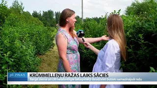 Zemgalē krūmmelleņu ražas zudumi sasniedz pat 90 %