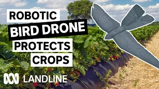 Is this the future of pest control? | Landline | ABC iview