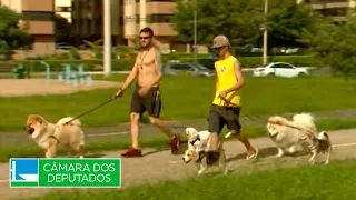 Committee approves free access for pets in condominiums - 8/18/2026