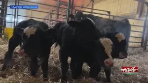 Quadruplet bull calves all grown up
