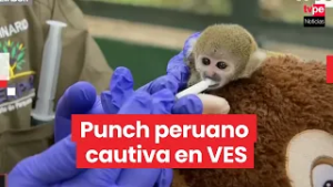 Punch peruano, de mascota ilegal a especie rescatada en VES