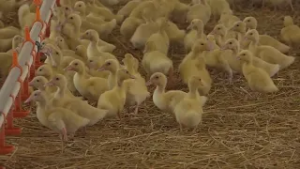 Ismét igazolták a madárinfluenzát térségünkben