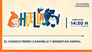 El icónico perro caramelo y bienestar animal | Huellas | 12-08-2026