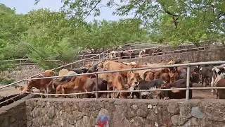 Drought Impact on Cattle