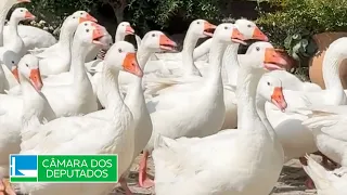 Law banning forced animal feeding goes into effect - 07/28/2026