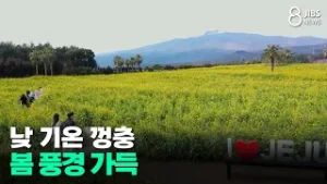 낮 기온 껑충, 봄 풍경 가득/JIBS/제주/2026.02.04