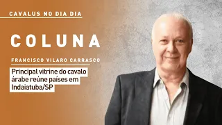"Cavalus no Dia Dia": Principal vitrine do cavalo árabe reúne países em Indaiatuba/SP