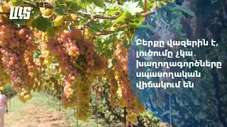 Բերքը վազերին է, լուծումը չկա․ Խաղողագործները սպասողական վիճակում են