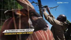 AI technology saving Kenya’s endangered mountain bongo