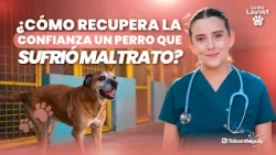 Did you rescue a stray dog or cat? What you should do to help them recover | Dr. LauVet