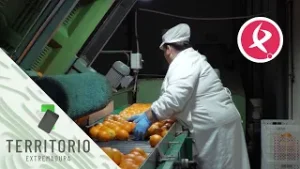 Las famosas naranjas de Montijo | Territorio Extremadura