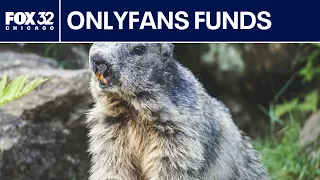 OnlyFans for marmots?? | ChicagoLIVE