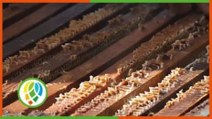 Producir 100 toneladas de miel es el compromiso de los apicultores de la CCS 9no Congreso de la ANAP