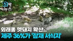 [Subtitled News] Invasive wild boars spreading... 36% of Jeju is a 'potential habitat'