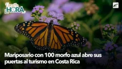 Butterfly garden with 100 blue morphos opens its doors to tourism in Costa Rica