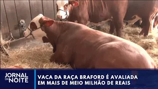 Braford cow valued at over half a million | Jornal da Noite