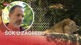 Ravnatelj zoološkog nakon što je lav ubio lavicu: 'Nemoguće je spriječiti ovu situaciju' | RTL Danas