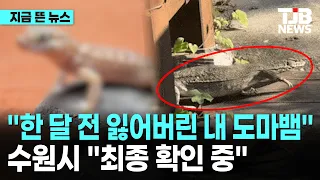 광교 출몰 1m 도마뱀, "멸종위기 나일왕도마뱀"｜ TJB 대전·세종·충남뉴스