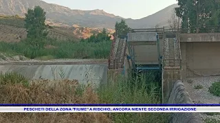 Fiume area peach orchards at risk, still no second irrigation