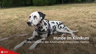 Hunde im Klinikum: Wie Vierbeiner den Arbeitsalltag entspannter machen