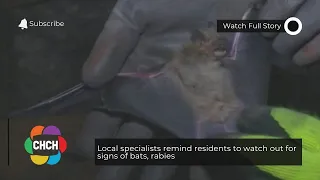 Local specialists remind residents to watch out for signs of bats, rabies