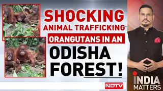 Odisha News | Orangutans Not Native To India Found In Odisha Forest, Probe Ordered