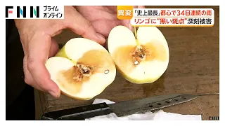 “史上最長”都心で34日連続の雨で秋に異変　リンゴに“黒い斑点”深刻被害　関東の紅葉名所も長雨直撃、“消えた”キノコも（2026年09月30日）