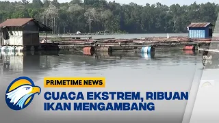 Dampak Cuaca Ekstrem Ribuan Ikan Mati - [Primetime News]